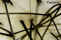 法姿優乾洗髮 使用後