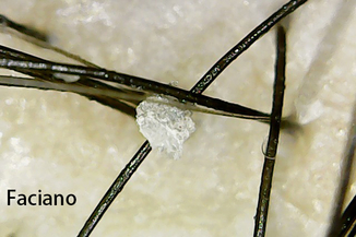 乾洗髮 乾洗頭 洗頭前